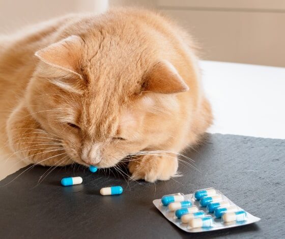 PET-CAPS Flavored Capsules - The Ideal Capsules for Pets